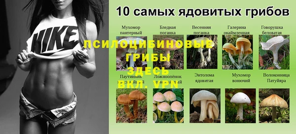 стаф Ростов